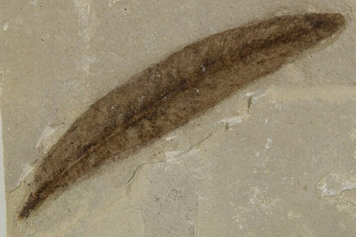 Fossil Leaf (Cedrelospermum) - Green River Formation, Utah #334298